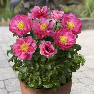 Paeonia x lactiflora Patio Peony Athens - Peonía enana 