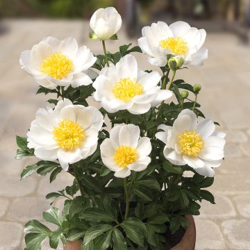 Paeonia x lactiflora Patio Peony Dublin - Peonía enana 