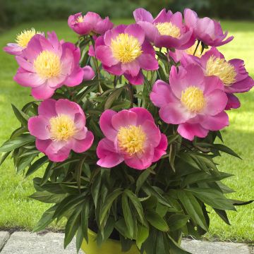 Paeonia x lactiflora Patio Peony Kiev - Peonía enana 