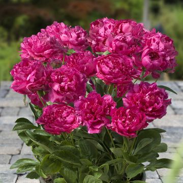 Paeonia x lactiflora Patio Peony London - Peonía enana 
