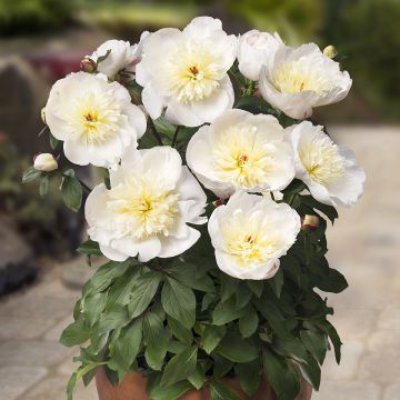 Paeonia x lactiflora Patio Peony Madrid - Peonía enana 