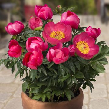 Paeonia x lactiflora Patio Peony Oslo - Peonía enana 