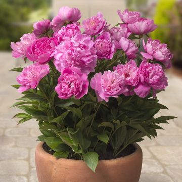 Paeonia x lactiflora Patio Peony Rome - Peonía enana 