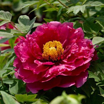 Peonía arbustiva Ri Yue Jin - Paeonia suffruticosa