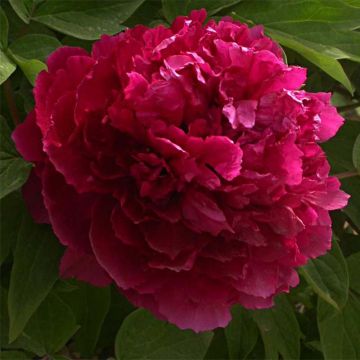 Peonía arbustiva Bai Yuan Hong Xia - Paeonia suffruticosa