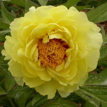 Peonia lutea Hai Huang