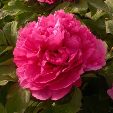 Peonía arbustiva Juan Ye Hong - Paeonia suffruticosa