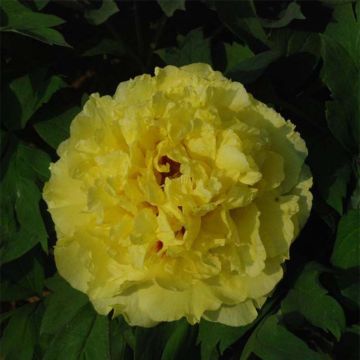 Peonia lutea Alice Harding