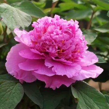 Peonía arbustiva Cai Hui - Paeonia suffruticosa