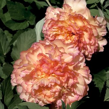 Peonía arbustiva Jin Ge - Paeonia suffruticosa
