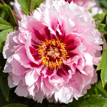 Peonía arbustiva Lan Bao Shi - Paeonia suffruticosa