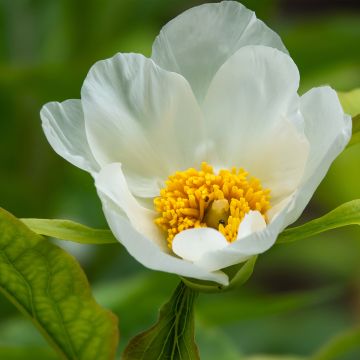 Peonia emodi Late Windflower