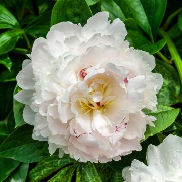 Peonia lactiflora Boule de Neige