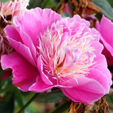 Peonia lactiflora Fantastic