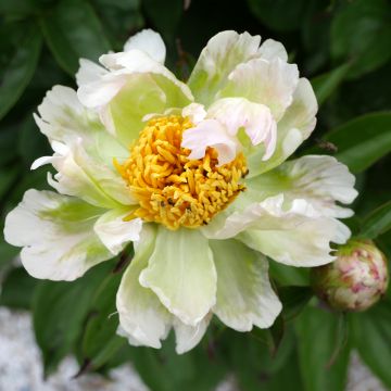 Peonia lactiflora Green Lotus