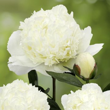 Peonia lactiflora Lancaster Imperial
