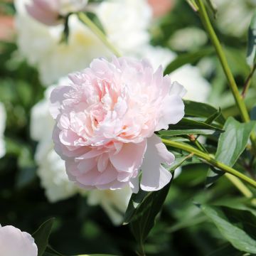Peonia lactiflora Madame Calot