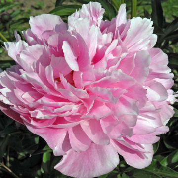 Peonia lactiflora Miss Eckhardt