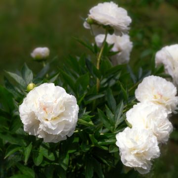 Peonia lactiflora Mother's Choice Peonia lactiflora Mother's Choice