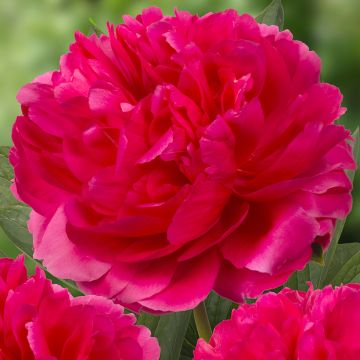 Peonia lactiflora Raspberry Charm