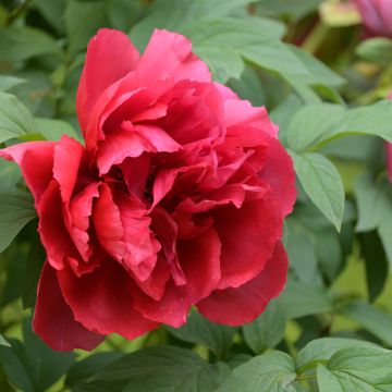 Peonía arbustiva Red - Paeonia suffruticosa