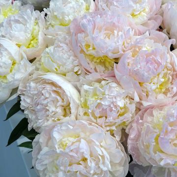 Paeonia lactiflora Blush Queen