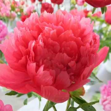 Paeonia lactiflora Lorelei