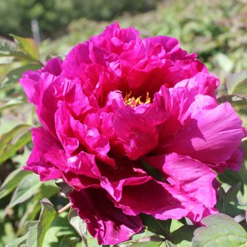 Paeonia suffruticosa Dao Da Chen (Shimadaijin, Glamour) - Peonía arbustiva