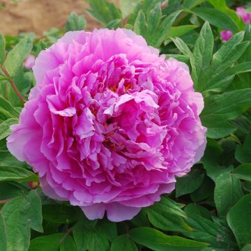 Paeonia suffruticosa Ling Hua Zhan Lu (Flower in Dew) - Peonía arbustiva
