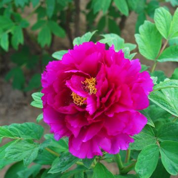 Paeonia suffruticosa Tong Yun (Valentine) - Peonía arbustiva