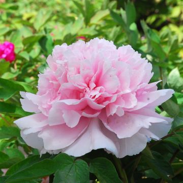 Paeonia suffruticosa Zhao Fen (Pink of the Past) - Peonía arbustiva