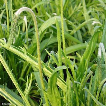 Plantago coronopus - Hierba estrella