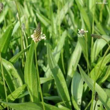 Llantén menor​ - Plantago lanceolata