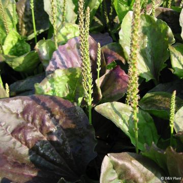 Llantén mayor​ Atropurpurea - Plantago major