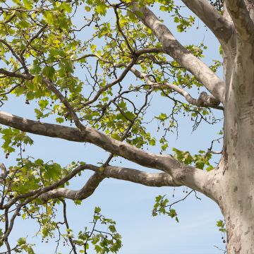 Platanus hispanica El Gordo - Plátano de sombra