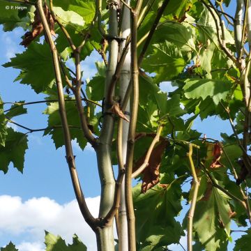 Platanus x hispanica Spartan - Plátano de sombra