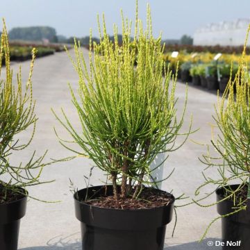 Platycladus orientalis Franky Boy - Árbol de la vida