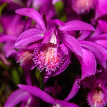 Pleione hybrida Tongariro