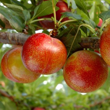 Ciruelo Pluot Flavor Candy