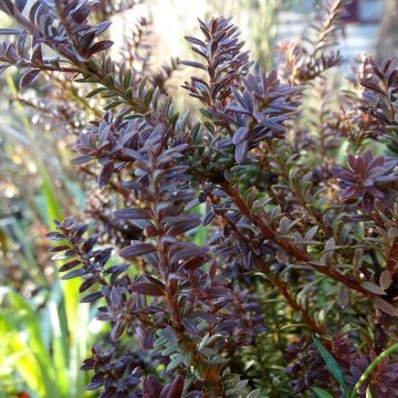 Podocarpus Chocolate Box - Mañíos