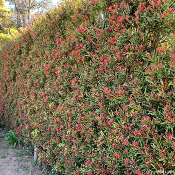 Pin des bouddhistes - Podocarpus macrophyllus Mood Ring
