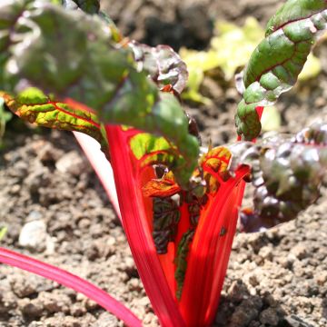 Acelga Rhubarb Chard Bio - Ferme de Sainte Marthe