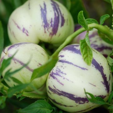 Pera melón no tratada - Solanum muricatum