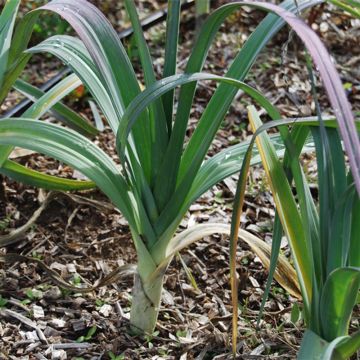 Puerro Monstrueux d'Elbeuf Bio - Ferme de Sainte Marthe