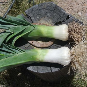 Puerro Monstrueux de Carentan Bio