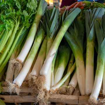 Puerro Atal Puerro Atal