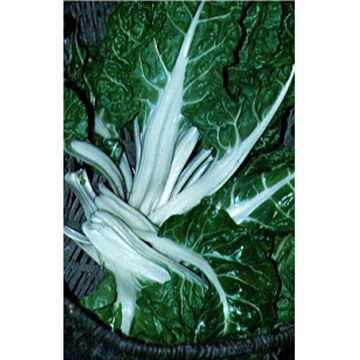 Acelga verte à carde blanche