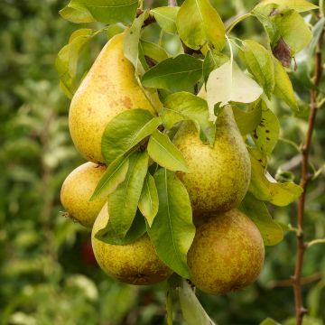 Pera Beurré d’Amanlis