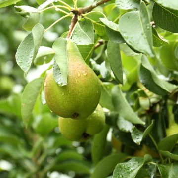 Pera Curé, Poire de Curé