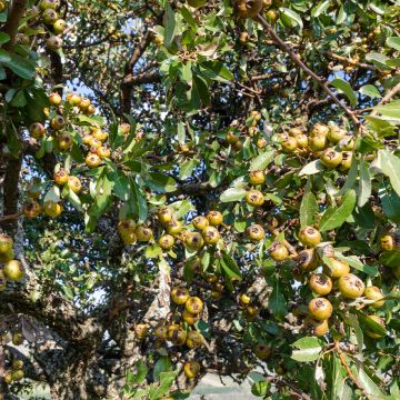 Peral silvestre - Pyrus communis ssp. pyraster